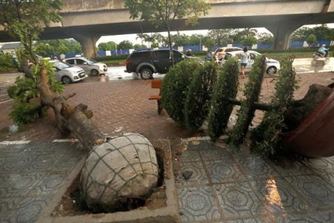 giông lốc, cây xanh, Kỳ Duyên, đại biểu quốc hội giông lốc, cây xanh, Kỳ Duyên, đại biểu quốc hội