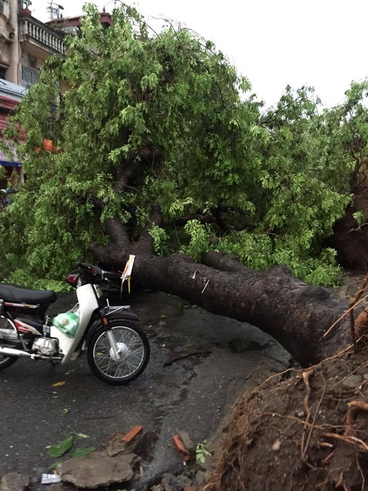 mưa dông, gió giật, Hà Nội mưa dông, gió giật, Hà Nội