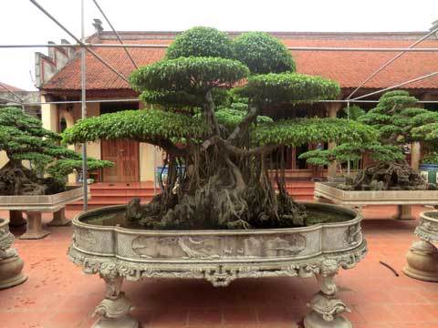 đại-gia, cây-cảnh, ngả-mũ, Thanh-Hóa, thú-chơi, chơi-ngông, siêu-giàu, tỷ-phú, đại-gia, cây-cảnh, ngả-mũ, Thanh-Hóa, thú-chơi, chơi-ngông, siêu-giàu, tỷ-phú,