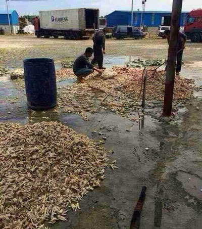 thịt-thối, hóa-chất, vịt-quay, lòng-thối, nầm-dê, thịt-nướng, thịt-xiên, thơm-ngon, tiểu-thương, tẩy-trắng, bàn-nhậu