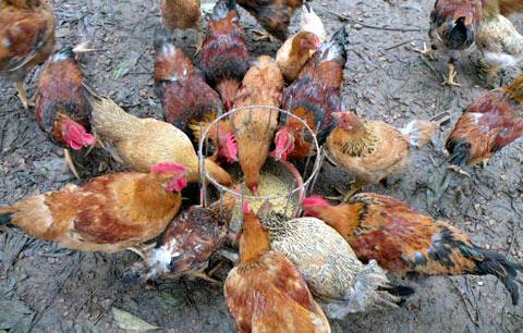 đi-chợ-hộ, đồ-quê, hải-sản, giò-chả, buôn-bán, kinh-doanh, dân-công-sở đi-chợ-hộ, đồ-quê, hải-sản, giò-chả, buôn-bán, kinh-doanh, dân-công-sở