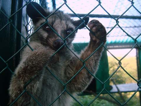 cà phê chồn, Đà Lạt