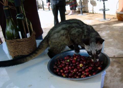 cà phê chồn, Đà Lạt