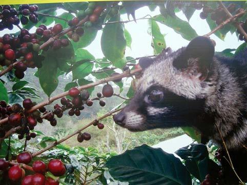 cà phê chồn, Đà Lạt