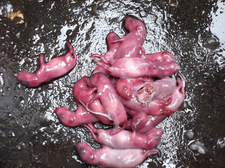 thịt chuột, chuột cống, đặc sản, công nghệ, phù phép, thịt bẩn, thực phẩm,  Luật An toàn thực phẩm