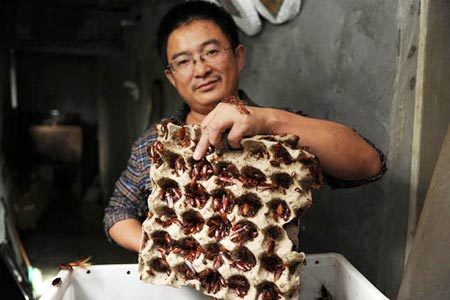 nuôi gián, Trung Quốc, dược liệu, trang trại, chữa trị