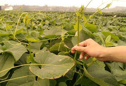 hóa chất, nhiễm độc, rau muống, su su, hoa quả, chất kích thích, phun thuốc, giá đỗ