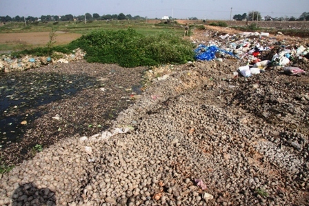 ốc bươu vàng, Cấn Hữu, Quốc Oai, thương lái, Trung Quốc, ô nhiễm, nông dân