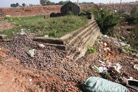 ốc bươu vàng, Cấn Hữu, Quốc Oai, thương lái, Trung Quốc, ô nhiễm, nông dân