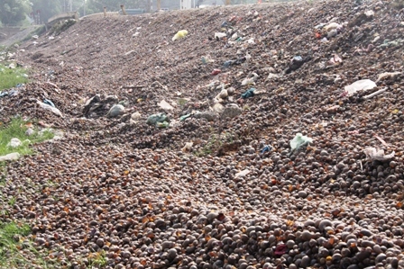 ốc bươu vàng, Cấn Hữu, Quốc Oai, thương lái, Trung Quốc, ô nhiễm, nông dân