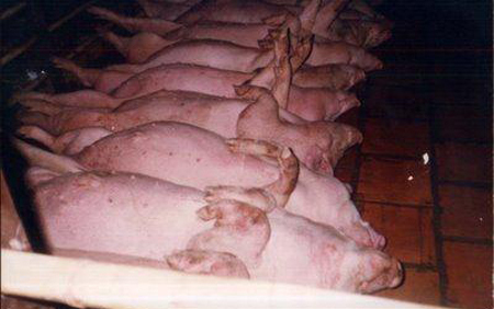 tăng trọng, gà, lợn, tôm, cá, rau