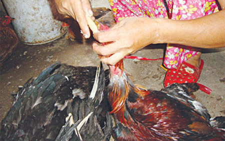 tăng trọng, gà, lợn, tôm, cá, rau