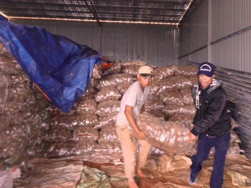 Phát hiện 26 tấn khoai tây TQ nhiễm độc, Thị trường - Tiêu dùng, khoai tay nhiem doc, khoai tay trung quoc, khoai tay, khoai tay vang, thuc pham trung quoc, thuoc bao ve thuc vat, doc to trong khoai tay,