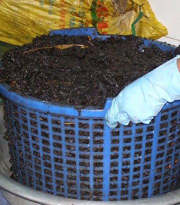 thịt thối, nhậu, bẩn